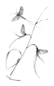 Illustration: Ephemera vulgata