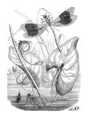 Illustration: Callepteryx splendens