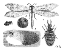 Illustration: Myrmeleon formicarius