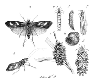 Illustration: Limnophilus rhombicus