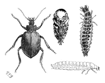 Illustration: Calosoma sycophanta