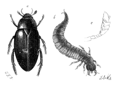 Illustration: Hydrophilus piceus