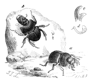 Illustration: Lethrus cephalotes