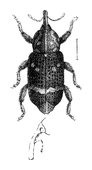 Illustration: Curculio abietis