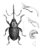 Illustration: Balaninus glandium