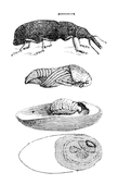 Illustration: Sitophilus granarius