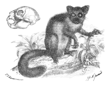 Illustration: Chiromys madagascariensis