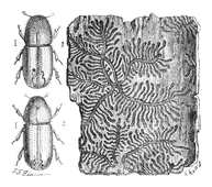 Illustration: Bostrichus chalcographus