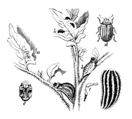 Illustration: Doryphora decemlineata