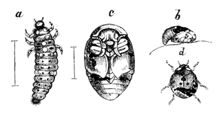 Illustration: Coccinella septempunctata