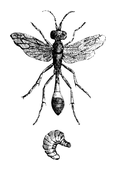 Illustration: Ammophila sabulosa
