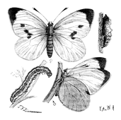 Illustration: Pieris brassicae