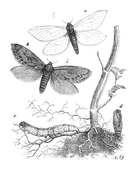 Illustration: Hepiasius humuli