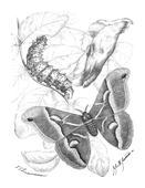 Illustration: Attacus lunula