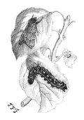Illustration: Acronycta tridens