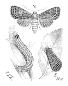 Illustration: Hadena popularis