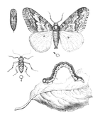 Illustration: Hibernia defoliaria