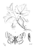 Illustration: Zerene grossulariata
