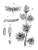 Illustration: Tinea laricinella