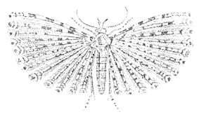 Illustration: Alucita hexadactyla