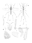 Illustration: Colex annulatus