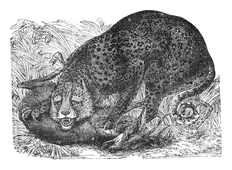 Illustration: Felis pardus