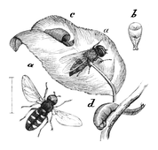 Illustration: Syrphus pyrastri