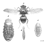 Illustration: Hypoderma bovis