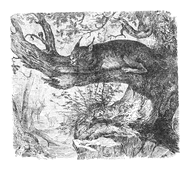 Illustration: Felis lynx