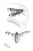 Illustration: Trypeta signata