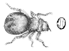 Illustration: Melophagus ovinus