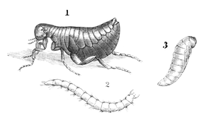 Illustration: Palex irritans