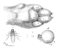 Illustration: Sarcopsylla penetrans