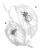 Illustration: Syromastes marginatus