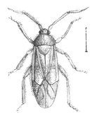 Illustration: Phytocoris nassatus