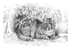 Illustration: Felis maniculata