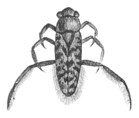 Illustration: Notonecta glauca