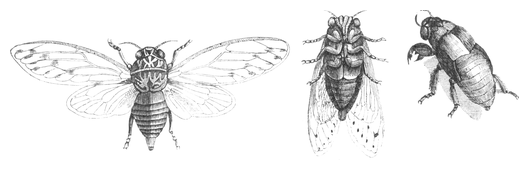 Illustration: Cicada orni