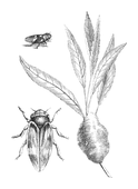 Illustration: Aphrophora spumaria