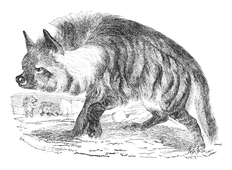 Illustration: Hyaena striata