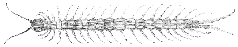 Illustration: Scolopendra cingulata