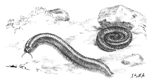 Illustration: Julus terrestris