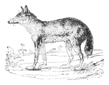 Illustration: Canis aureus