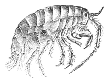 Illustration: Talitrus locusta