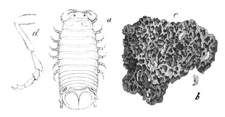 Illustration: Limnoria terebrans