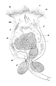 Illustration: Brachionus urceolaris