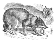 Illustration: Canis lupus