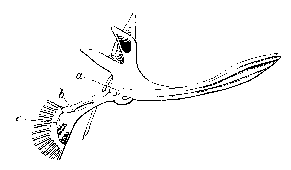 Illustration: Lophius piscatorius