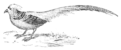 Illustration: Phasianus pictus