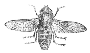 Illustration: Tabanus 